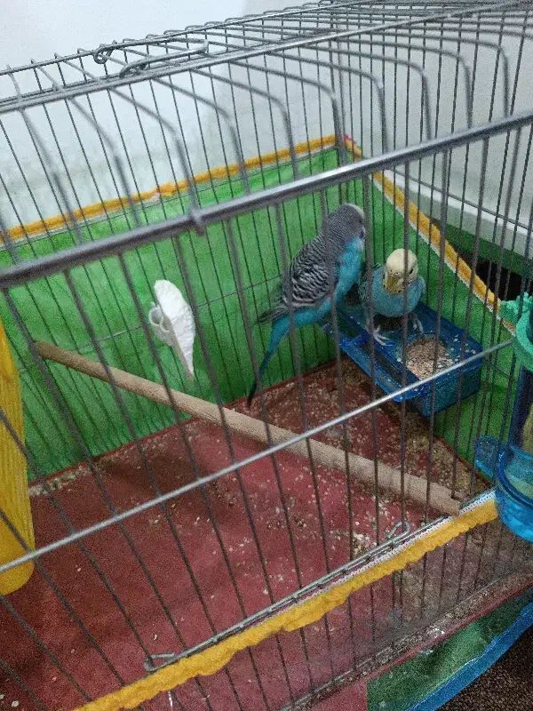 مرغ عشق|پرنده|شیراز, کوشک میدان|دیوار