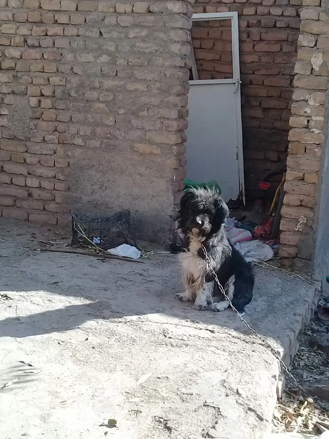 سگپاپی|سگ|زاوه, |دیوار