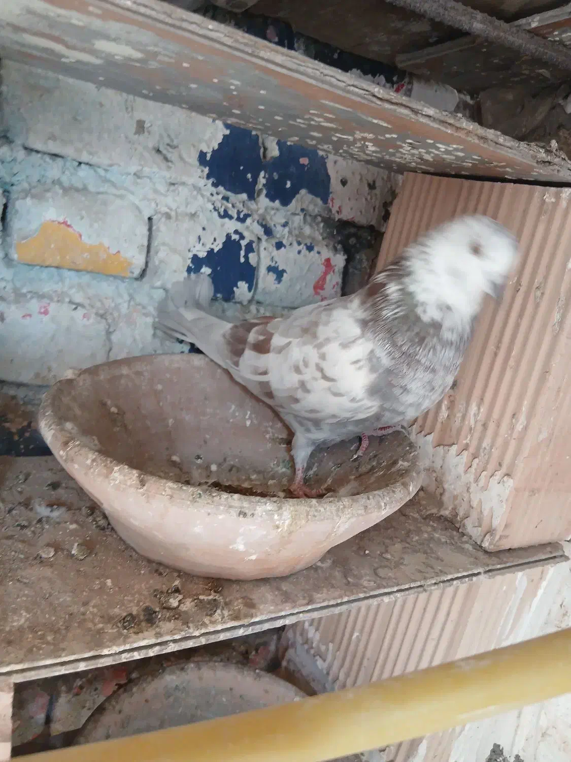 غریبگری|پرنده|پاکدشت, پاکدشت (مامازند)|دیوار