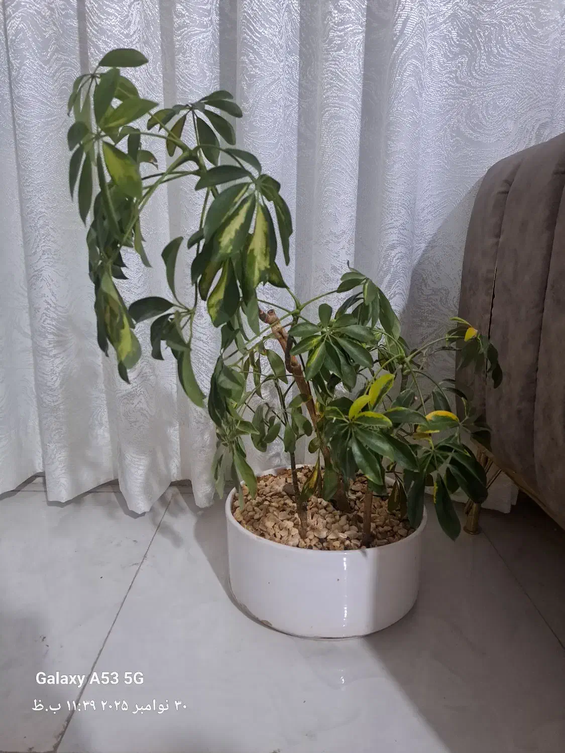 گل بنسای شفلرای|گل و گیاه طبیعی|تربت جام, شهرک آزادگان|دیوار