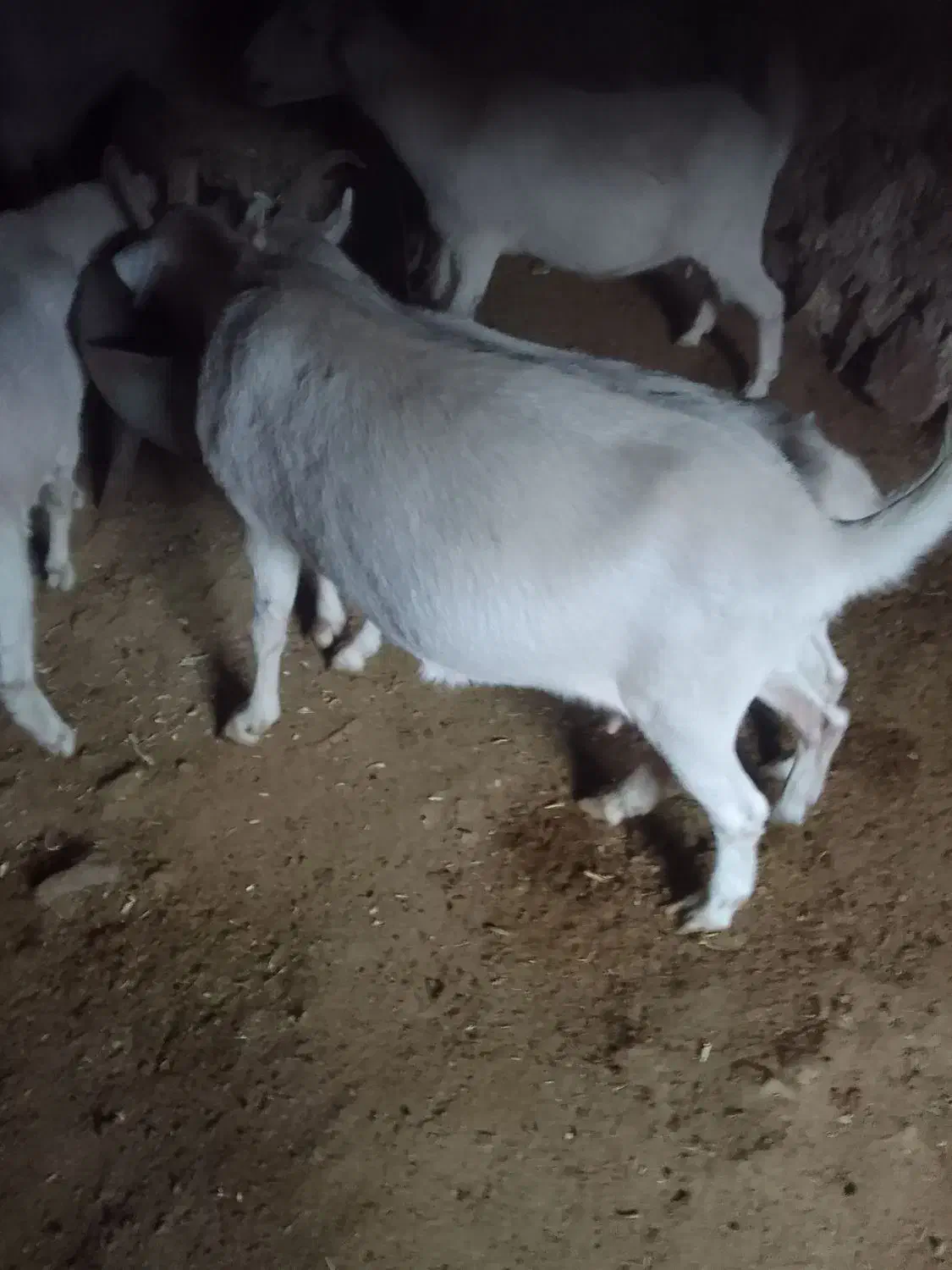 بزسانن چند قلوزاه به شرط|حیوانات مزرعه|لاران, |دیوار