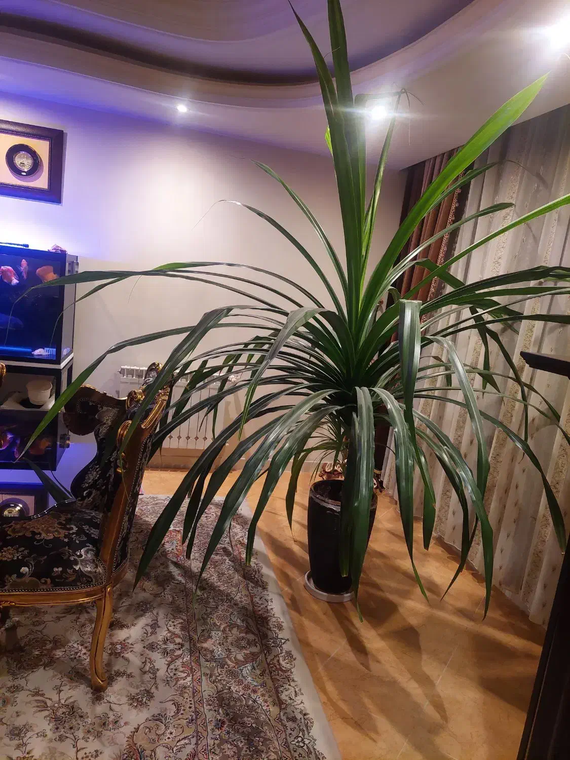 گل پاندانوس ۱۵ ساله|گل و گیاه طبیعی|کرج, گوهردشت|دیوار