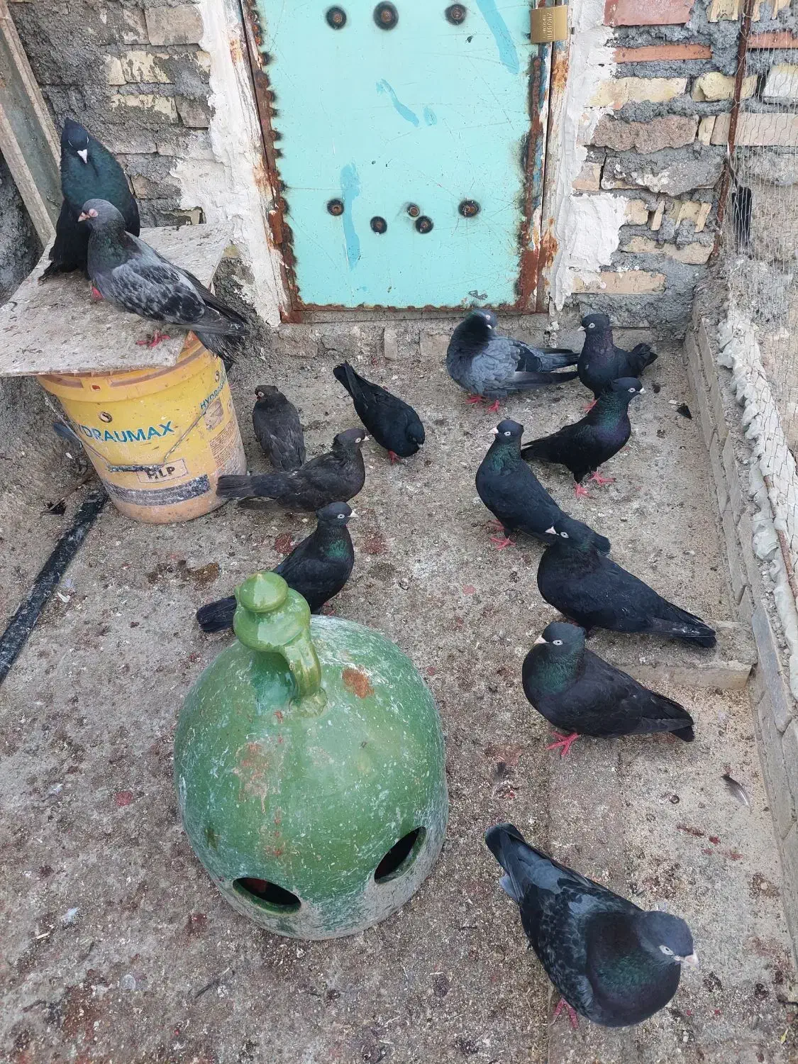 زاغ|پرنده|خرمشهر, |دیوار