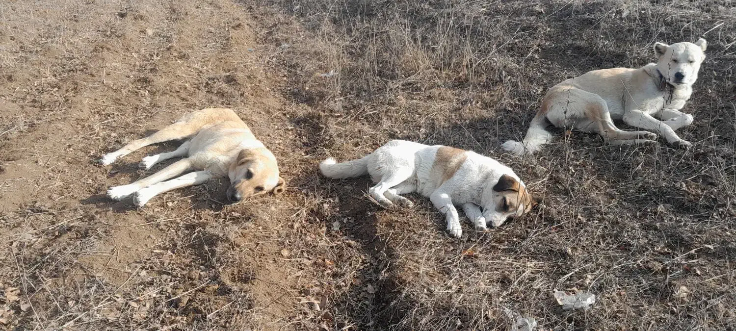 توله سگ پنج ماهه مناسب برای نگهبانی|سگ|بره‌سر, |دیوار