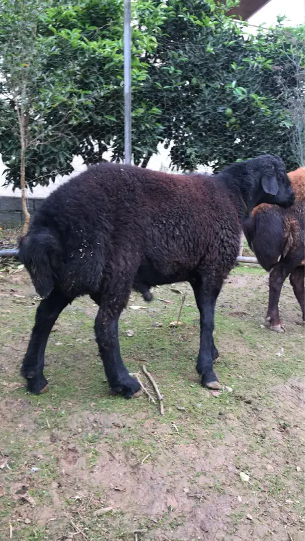 میش-بره قوچ-قزل افشار|حیوانات مزرعه|مرزیکلا, |دیوار