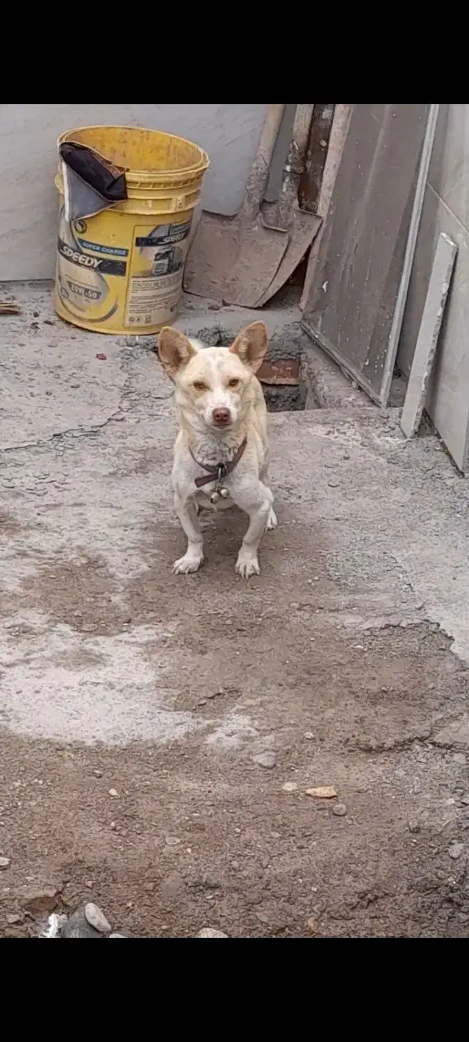 سگ پاکوتا ۲۰ ماهه نژاد دار|سگ|میانه, |دیوار