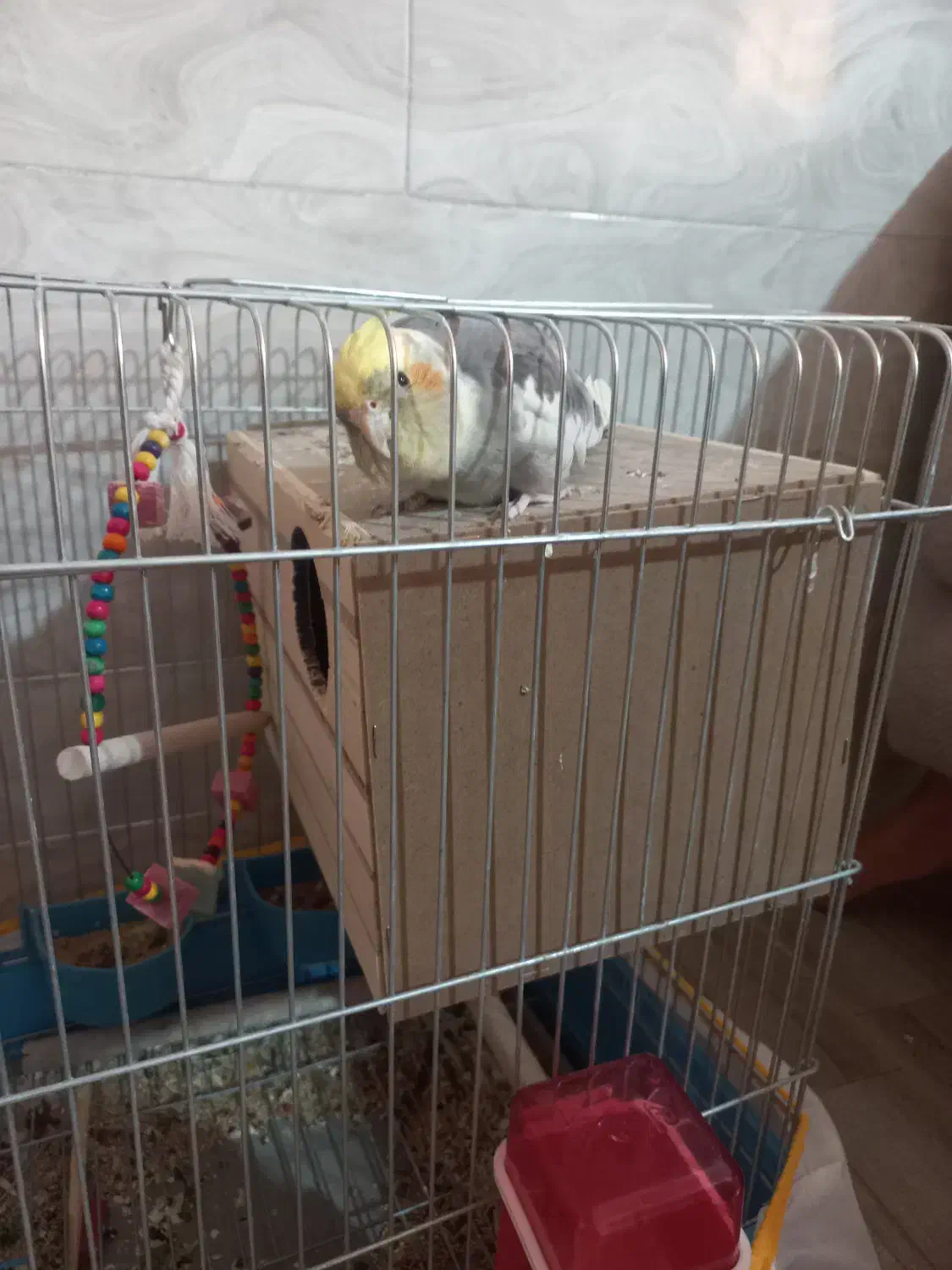 فروش عروس هلندی|پرنده|شیراز, شهرک گلها|دیوار