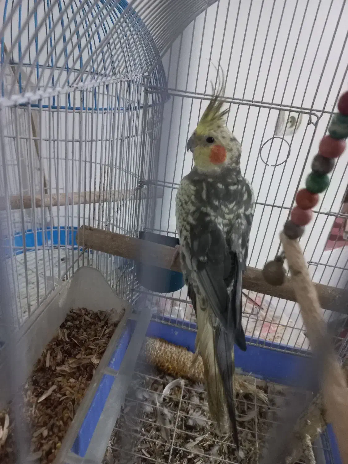 جوجه عروس هلندی نر ۶ ماهه|پرنده|ابریشم, |دیوار