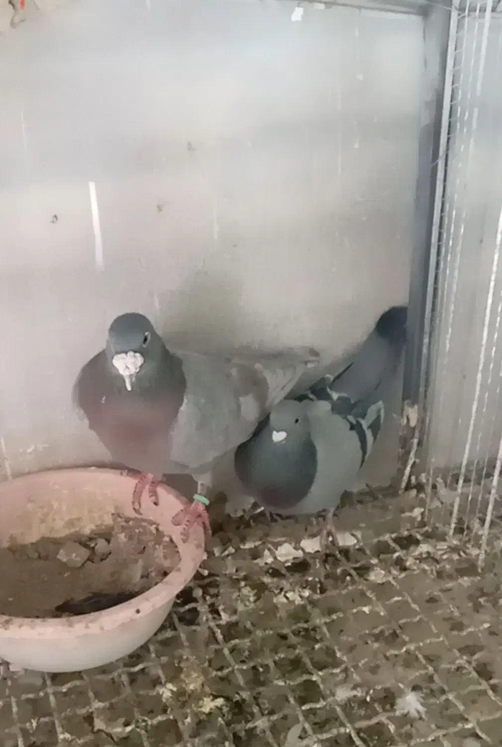 ۴جفت پلاکی عتیقه|پرنده|رفسنجان, |دیوار