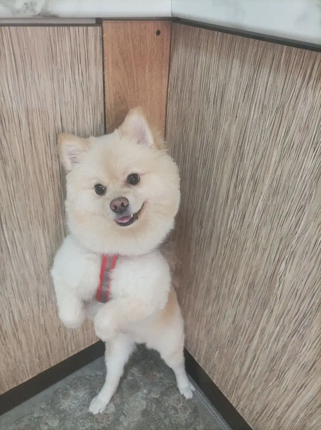 سگ پامر روباهی|سگ|کیش, |دیوار