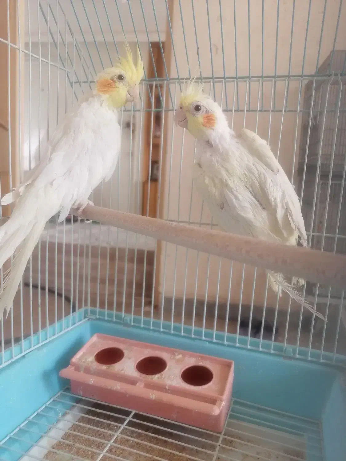 عروس هلندی|پرنده|برخوار, |دیوار