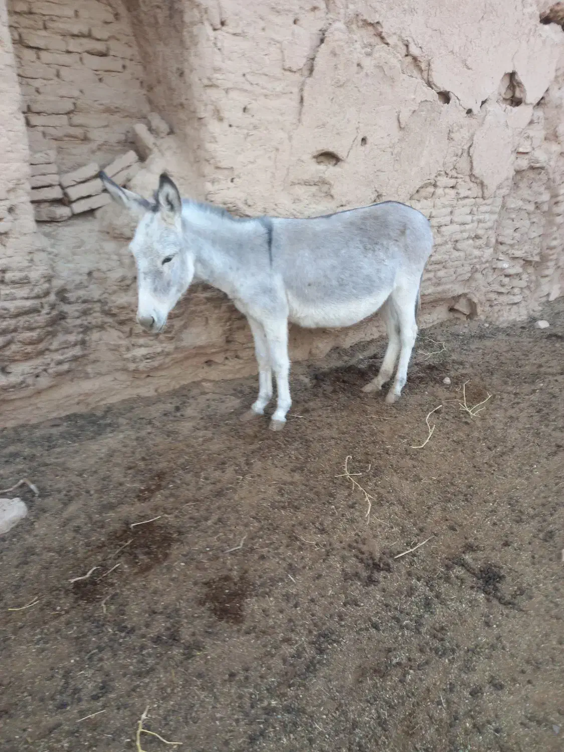 الاغ دو سال ماده|حیوانات مزرعه|قنوات, |دیوار