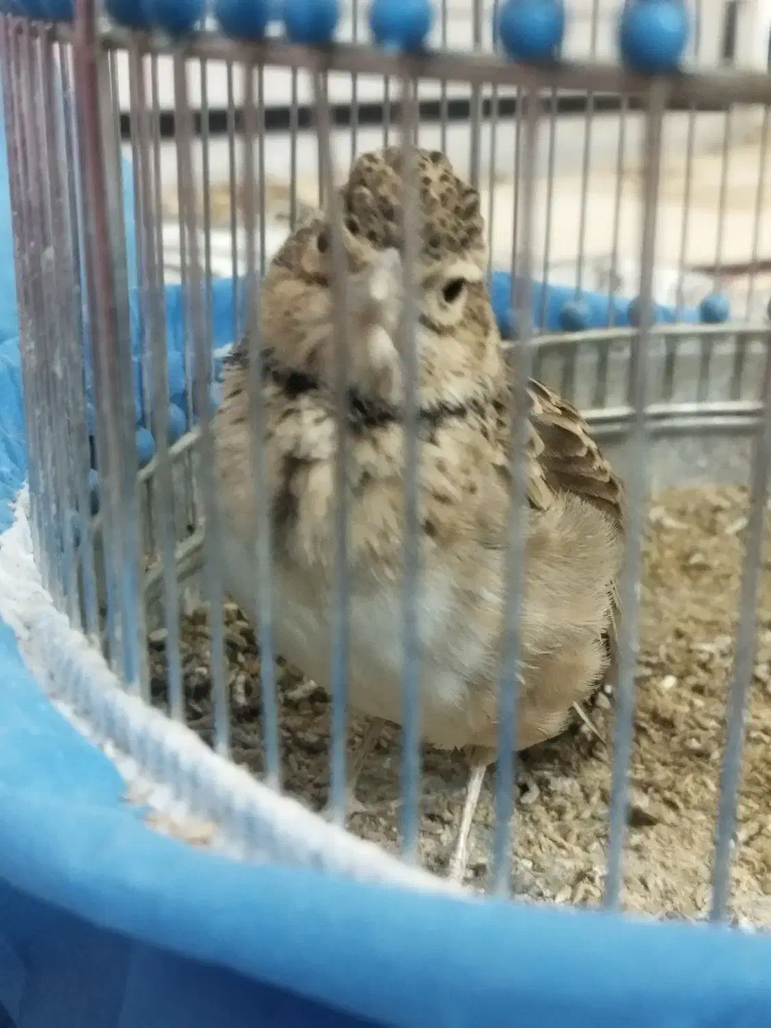 سهره خاکی|پرنده|بروجن, |دیوار