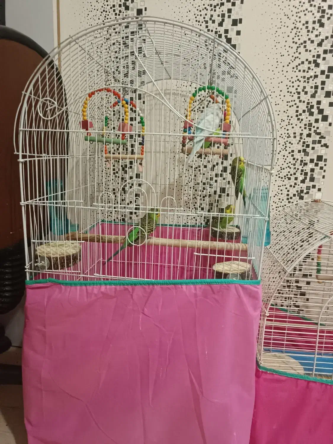 ۴ عدد مرغ عشق رایگان|پرنده|رشت, کوی مهر|دیوار