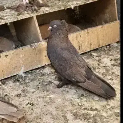 رواعب|پرنده|قم, شهرک سازمان آب|دیوار