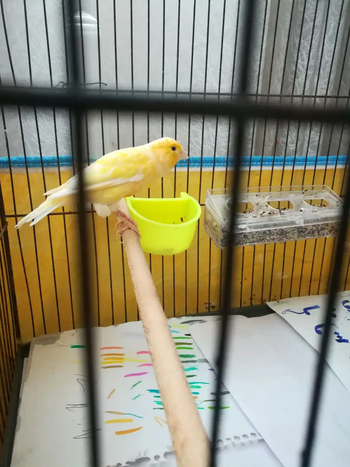 قناری|پرنده|بوشهر, |دیوار