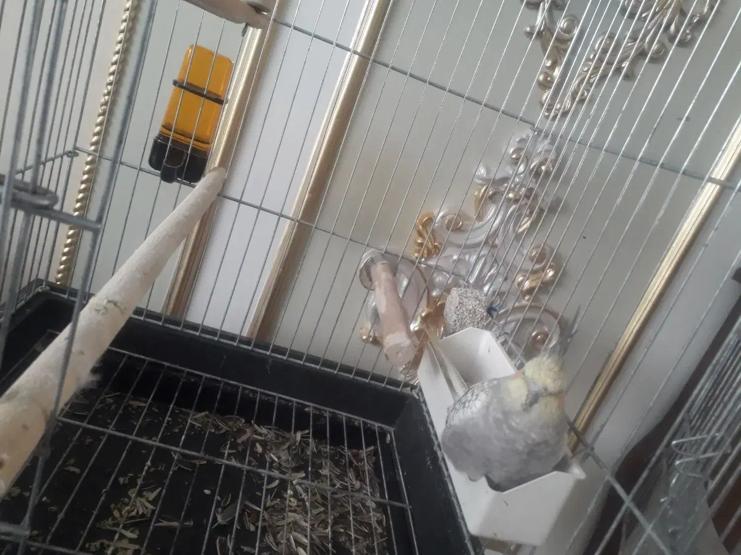 عروس هلندی همراه قفس|پرنده|زنجان, |دیوار