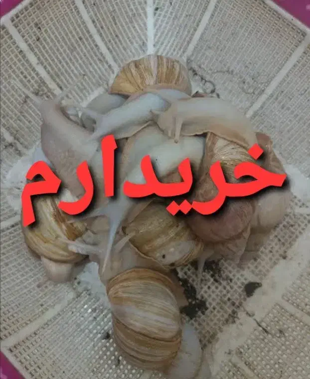 حلزون خوب|خزنده|کرمانشاه, |دیوار