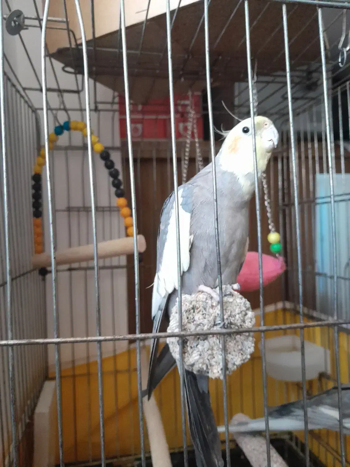 عروس هلندی|پرنده|قم, پردیسان|دیوار