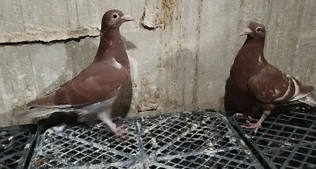 کبوتر پلاکی|پرنده|شاهین‌شهر, ۹ دی|دیوار