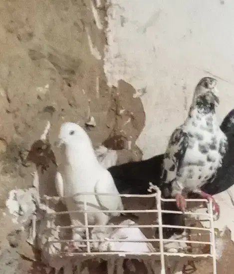 کبوترر|پرنده|مریوان, |دیوار