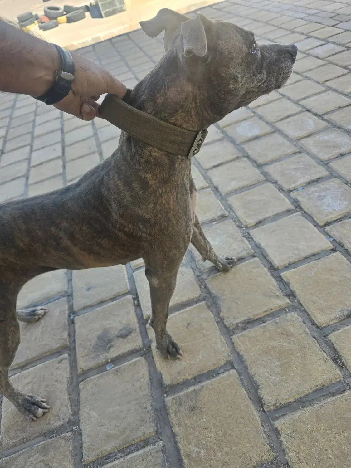 ماده پیتبول|سگ|بم, |دیوار