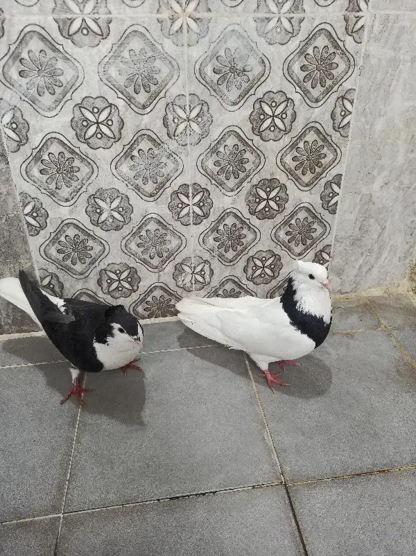 دوعددپرنده|پرنده|شوشتر, |دیوار