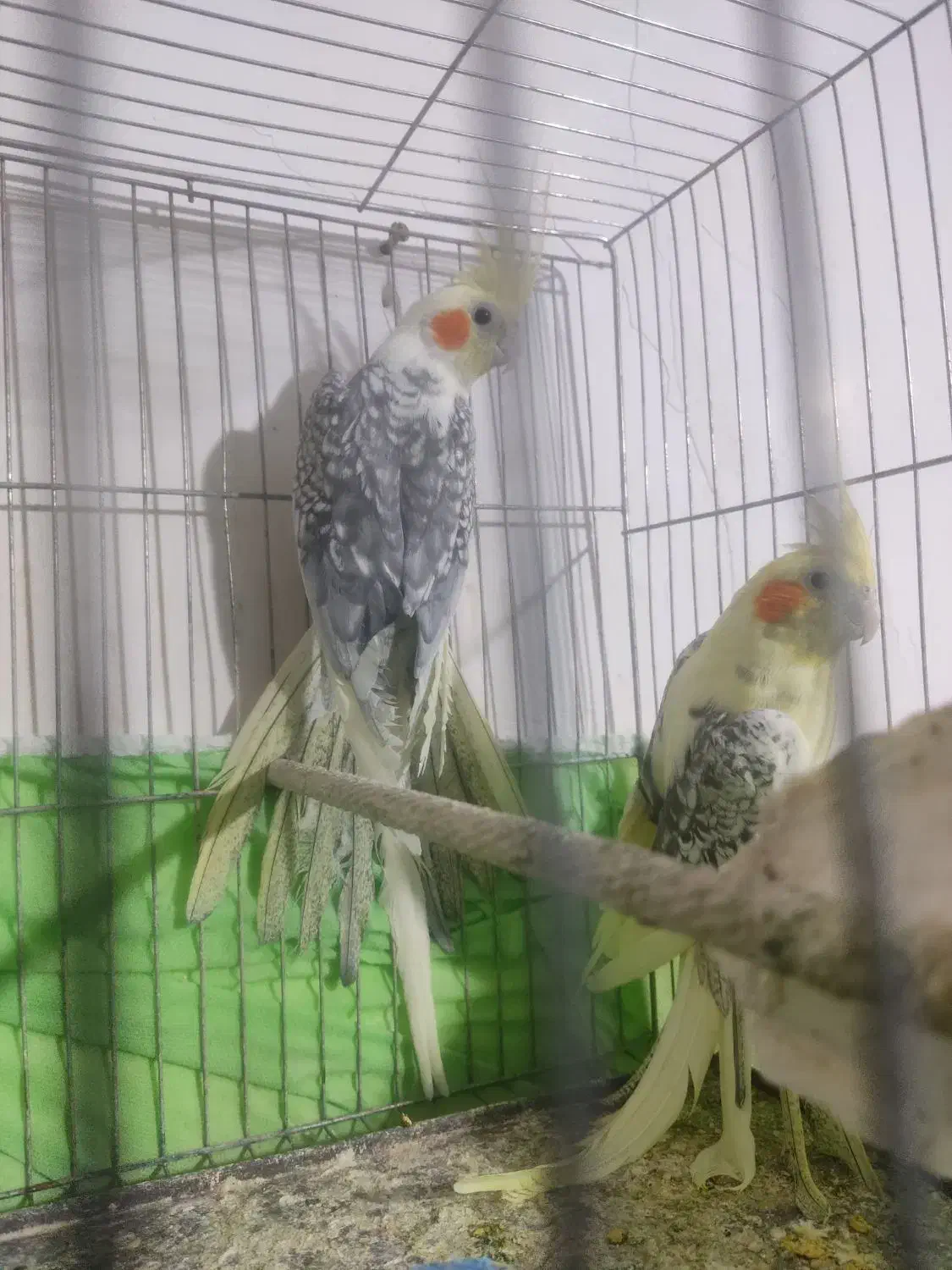 عروس هلندی|پرنده|ارومیه, |دیوار