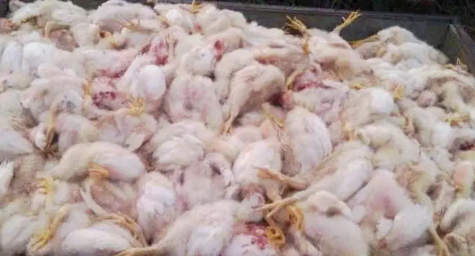 غذای سگـ..تلفات مرغ گوشتی تازه|لوازم جانبی حیوانات|تبریز, |دیوار