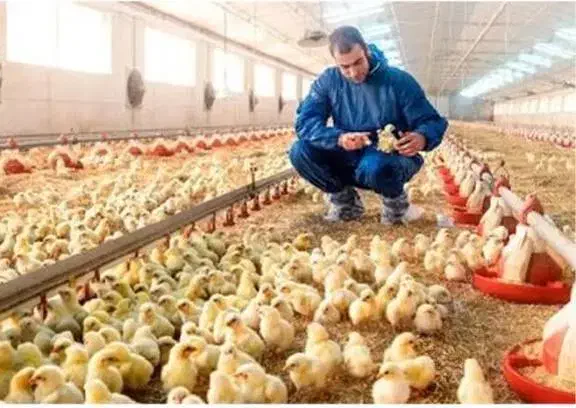کارگر مرغداری با خانواده|استخدام صنعتی، فنی، مهندسی|گرگان, |دیوار