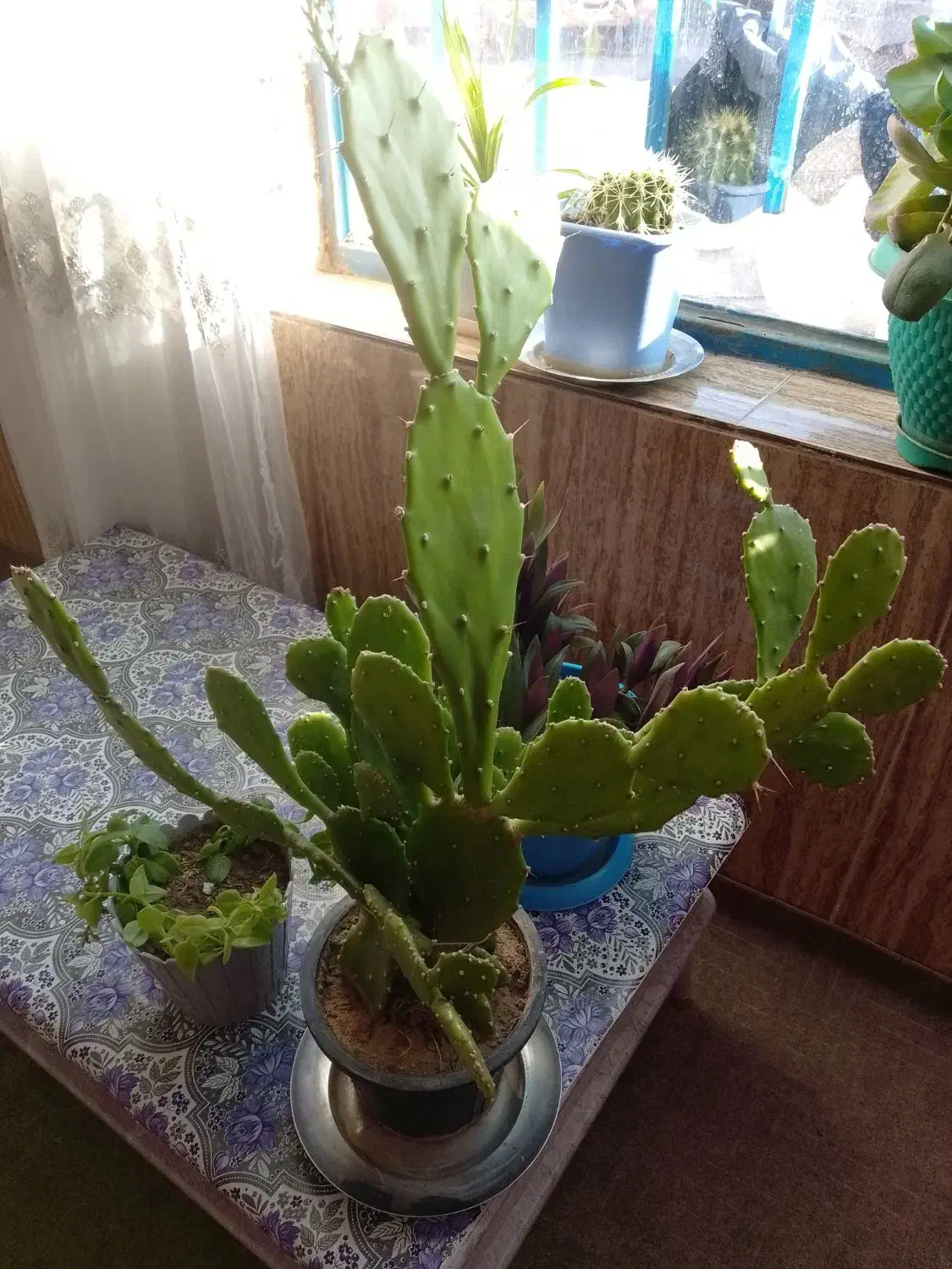 گل  و گیاه|گل و گیاه طبیعی|سیدآباد, |دیوار