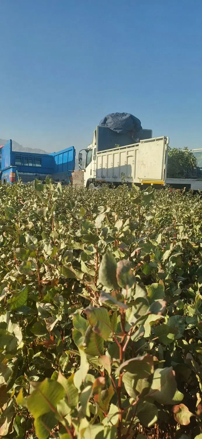 نهال پسته گلدانی|خدمات باغبانی و درختکاری|اردستان, |دیوار