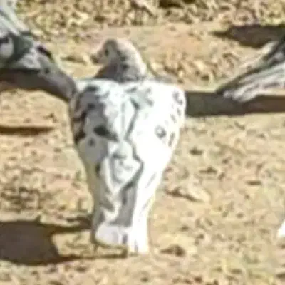 کفتر سرور کاکل و سرور چاپی|پرنده|صدرا-فارس, فاز ۱|دیوار