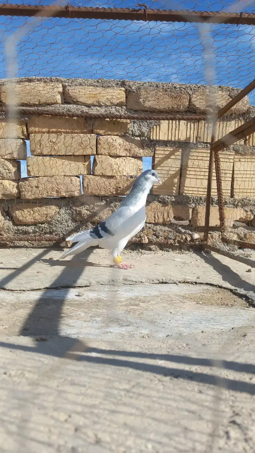 کبوتر پرشی هم جفتی|پرنده|دشتابی, |دیوار