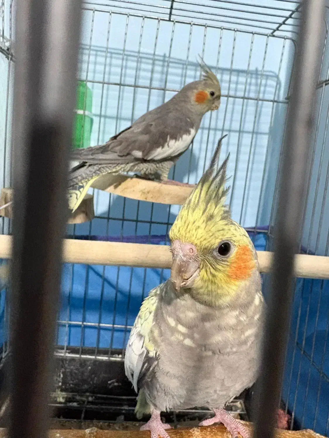 عروس هلندی ۴ ماهه|پرنده|محمدیه-قزوین, |دیوار