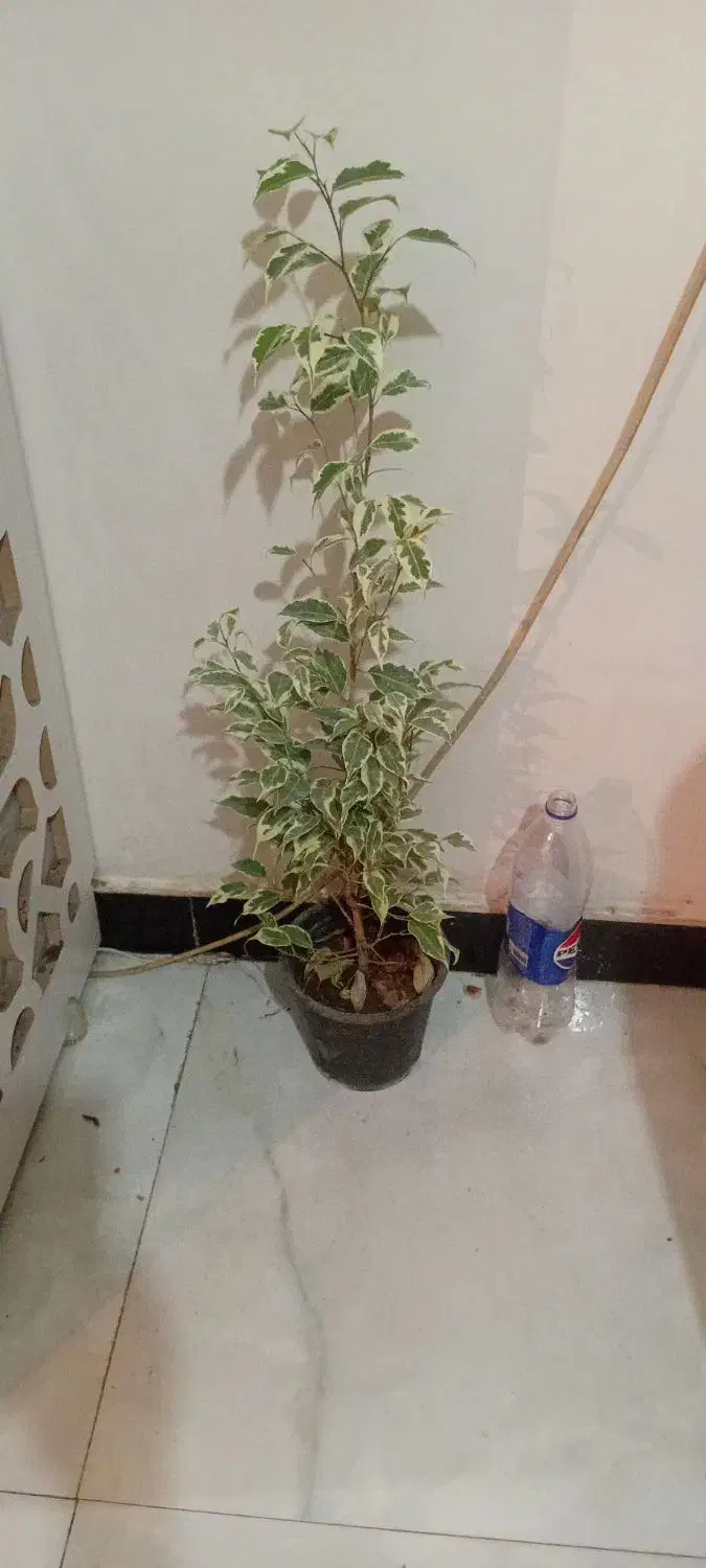 طلای سبز|جواهرات|خرمآباد, |دیوار