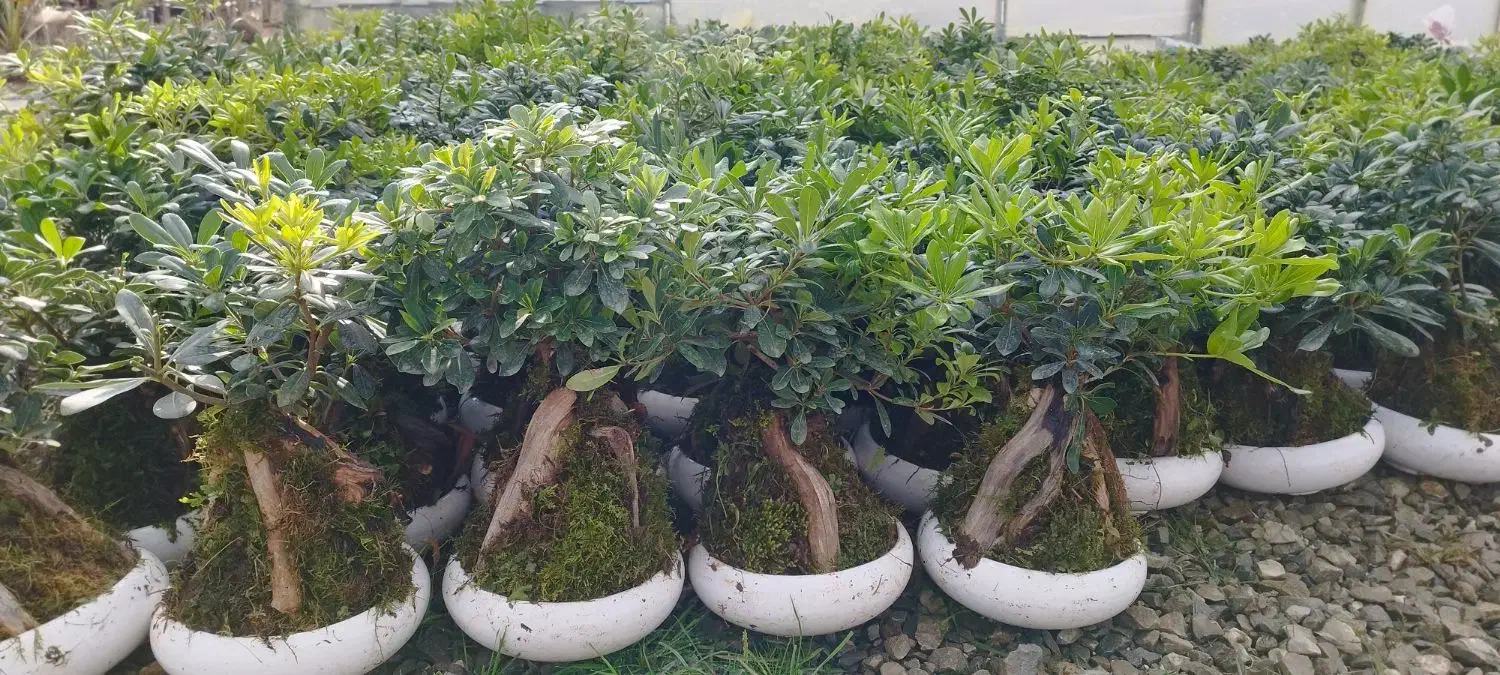 پیتسپروم بنسای عمده (میخک هندی)|گل و گیاه طبیعی|عباسآباد, |دیوار