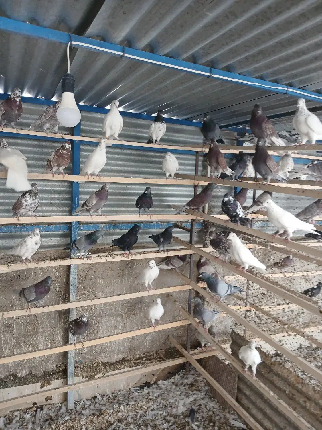 کبوتر پرشی|پرنده|عقدا, |دیوار