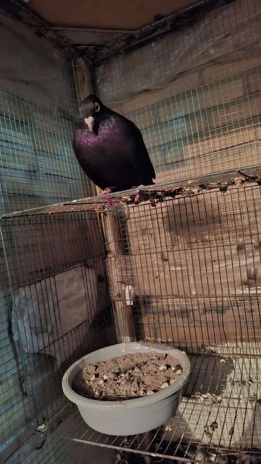 زاغ آبادانی|پرنده|بافق, |دیوار