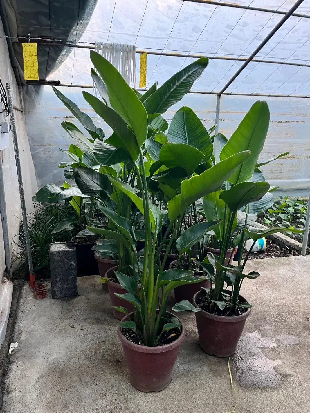 گیاهان اپارتمانی لوکس و مقاوم|گل و گیاه طبیعی|کن, |دیوار