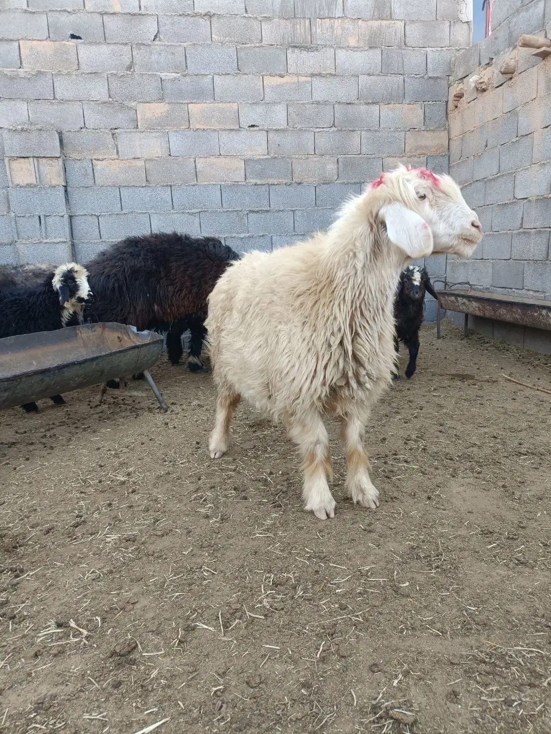 میش زیر قیمت بازار فروشی|حیوانات مزرعه|شهرضا, |دیوار