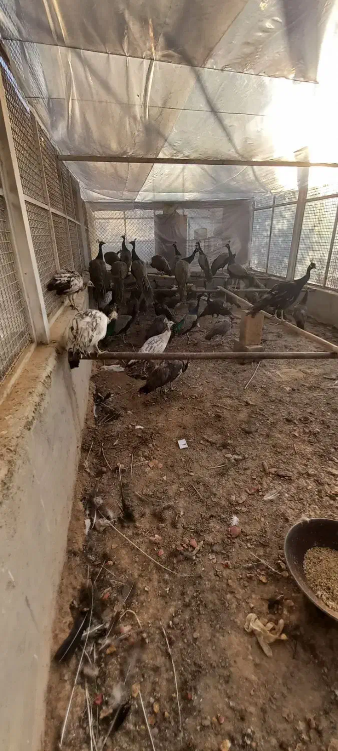 طاووس نر|پرنده|برخوار, |دیوار