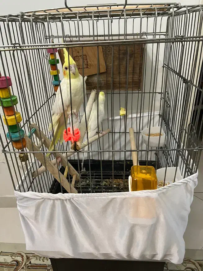 عروس هلندی|پرنده|تهران, منیریه|دیوار