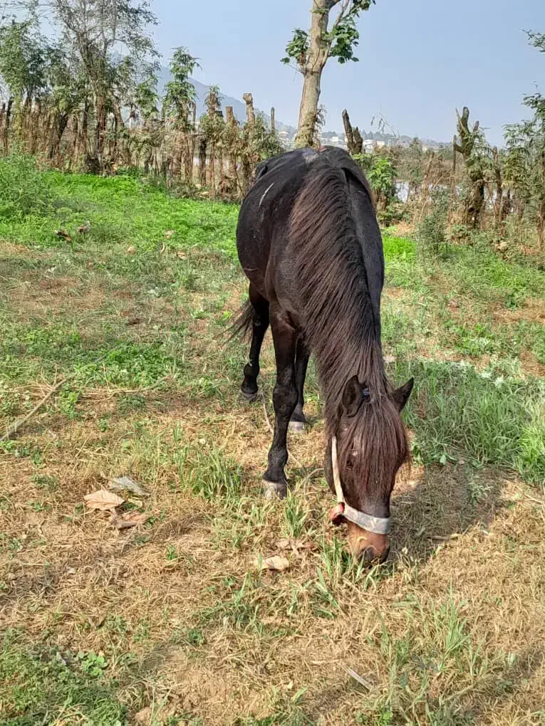 این اسب سیاه به فروش میرسد|اسب و تجهیزات اسبسواری|گوراب زرمیخ, |دیوار