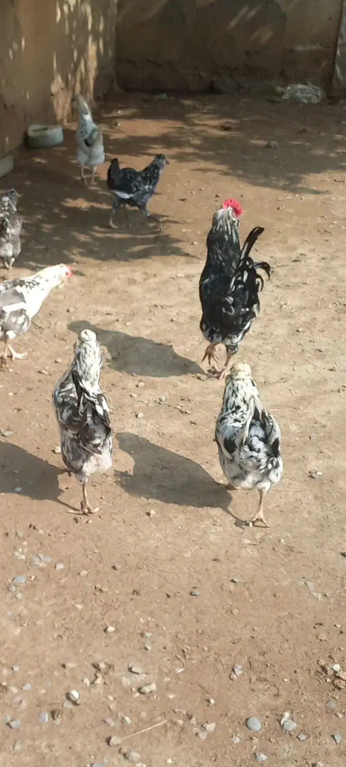 تخم نطفه دار گلین ریشو چهل تاج|حیوانات مزرعه|بهنمیر, |دیوار