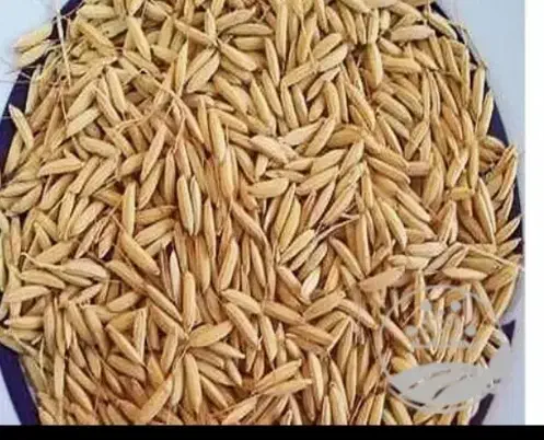 برنج فجر سوزی|خوردنی و آشامیدنی|گرگان, |دیوار