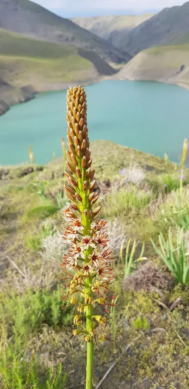 مجموعه گردشگری چشمه سبز گلمکان|تور و چارتر|گلمکان, |دیوار