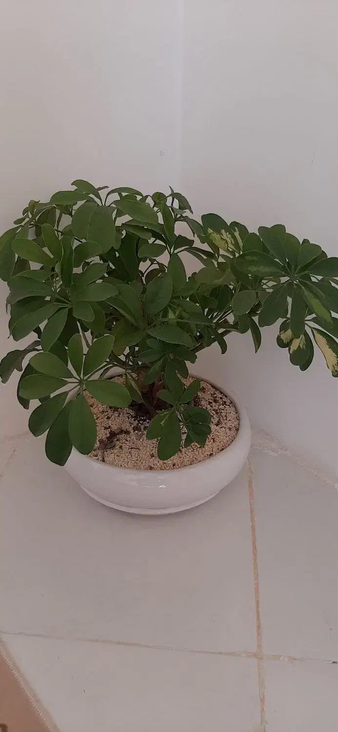 بونسای شفلرا با گلدان سفالی|گل و گیاه طبیعی|مشهد, نیروی هوایی|دیوار