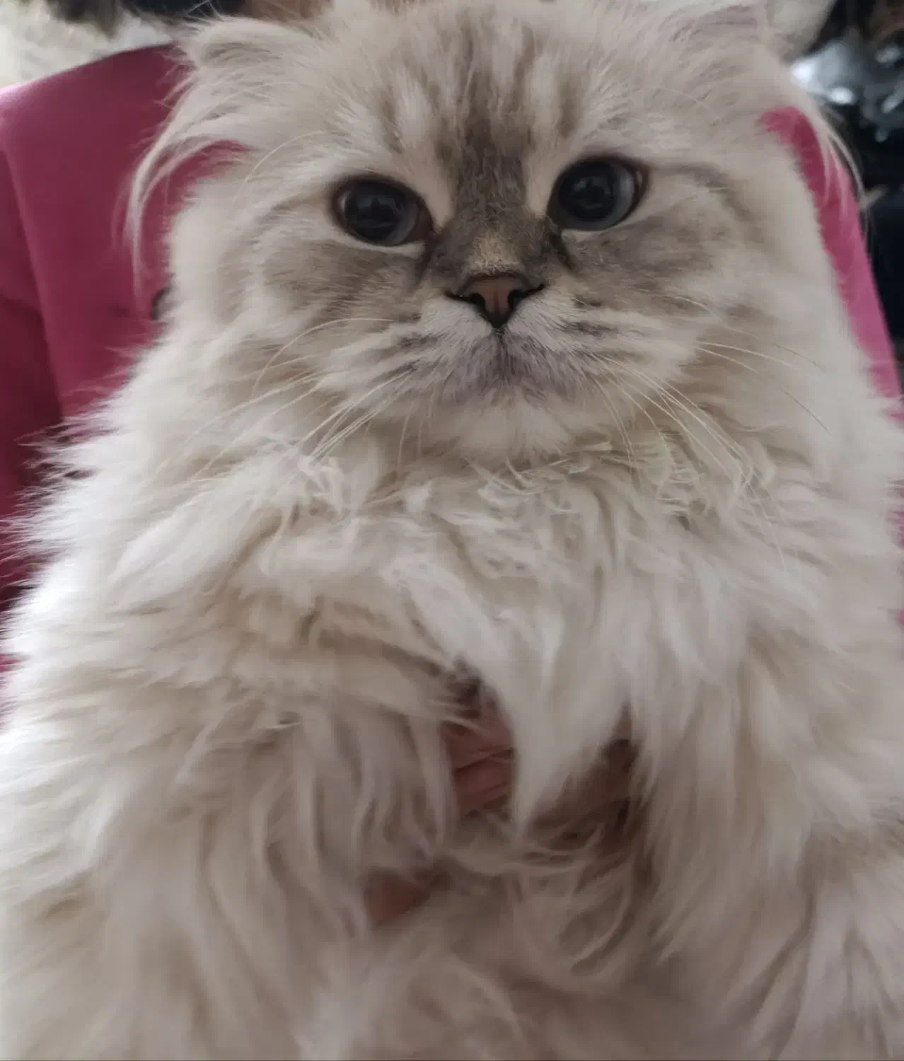 گربه پرشین اسکاتیش|گربه|تهران, بریانک|دیوار