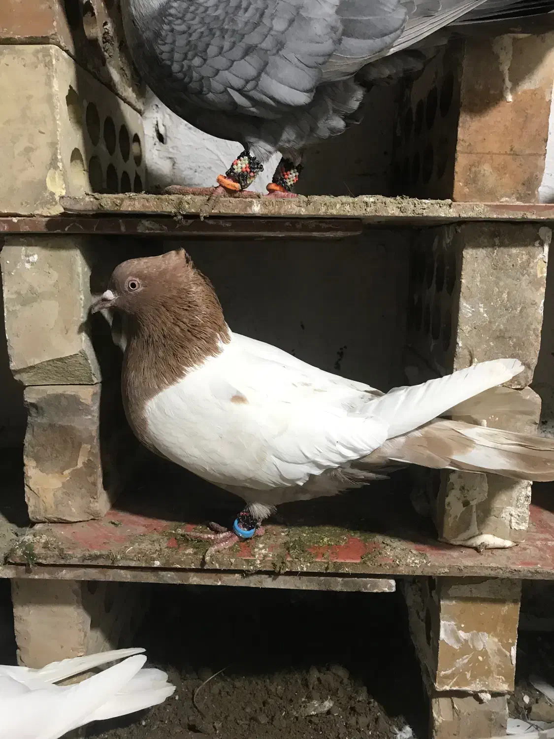 کبوتر رنگی|پرنده|تاتار علیا, |دیوار